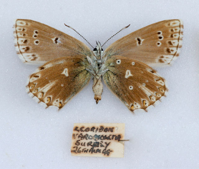 Lysandra coridon female (verso chalkhill blue obsoleta aberration (surrey 8-26-1948)) (Internet Image property of respective owner, non-commercial use only)